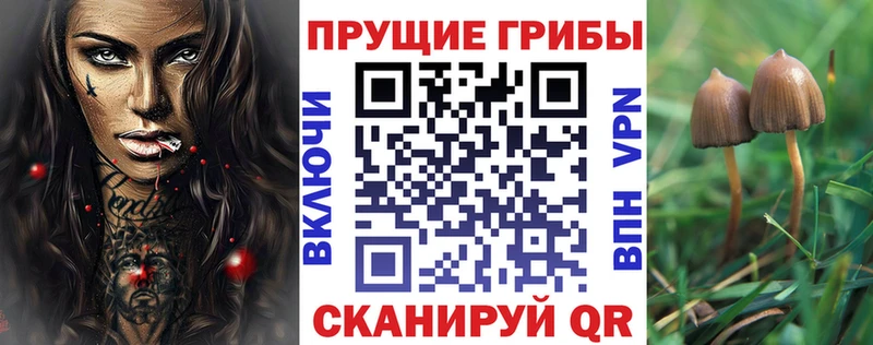 Купить  Сегежа  Галлюциногенные грибы GOLDEN TEACHER 